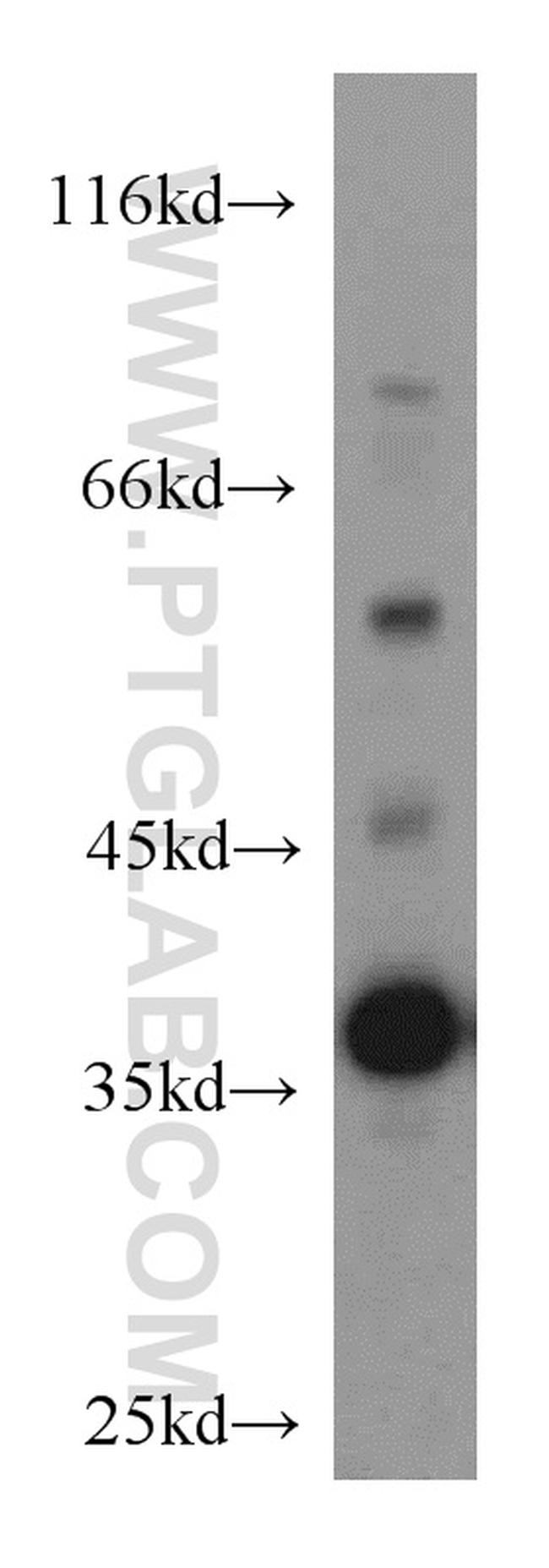 MORF4L1 Antibody in Western Blot (WB)