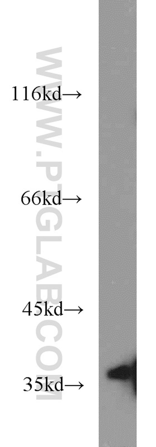 MORF4L1 Antibody in Western Blot (WB)