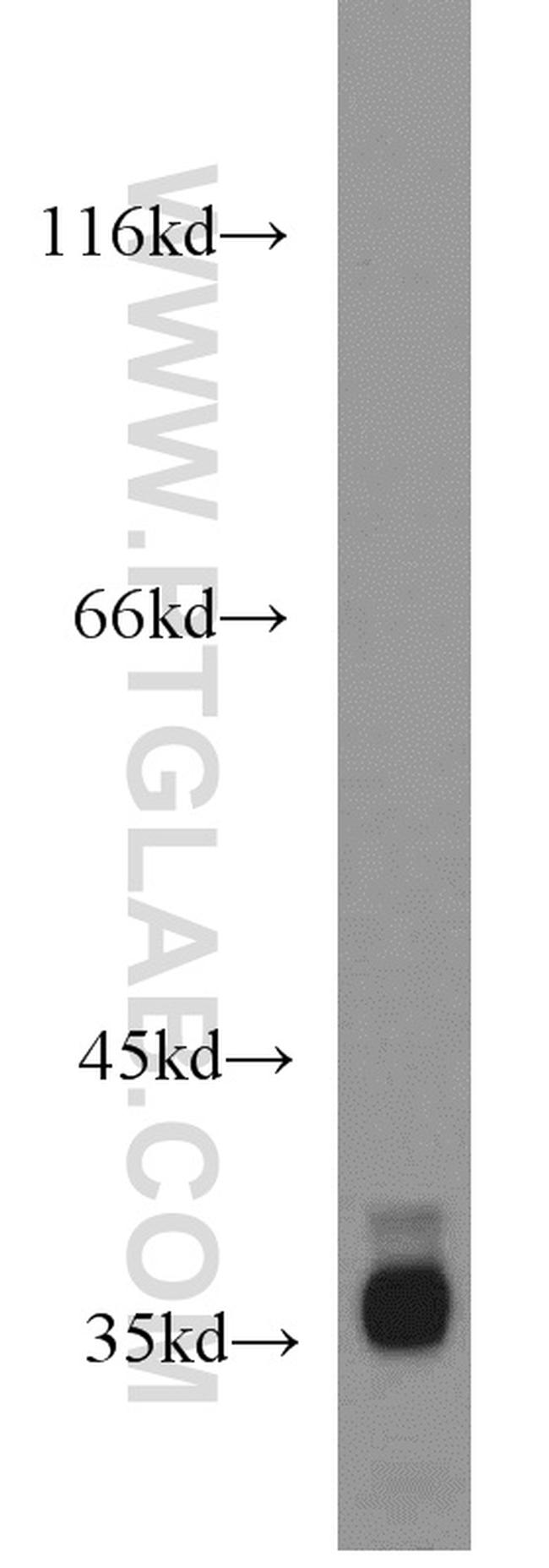 MORF4L1 Antibody in Western Blot (WB)