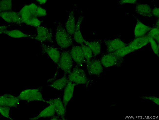 MORF4L1 Antibody in Immunocytochemistry (ICC/IF)