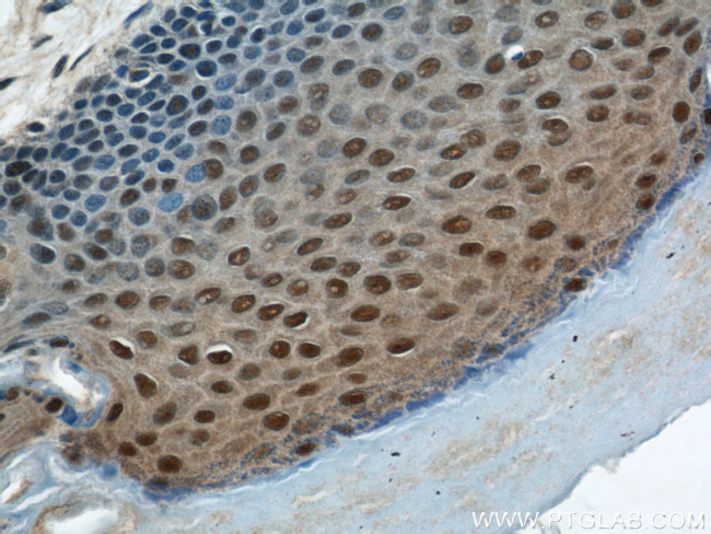 MORF4L1 Antibody in Immunohistochemistry (Paraffin) (IHC (P))