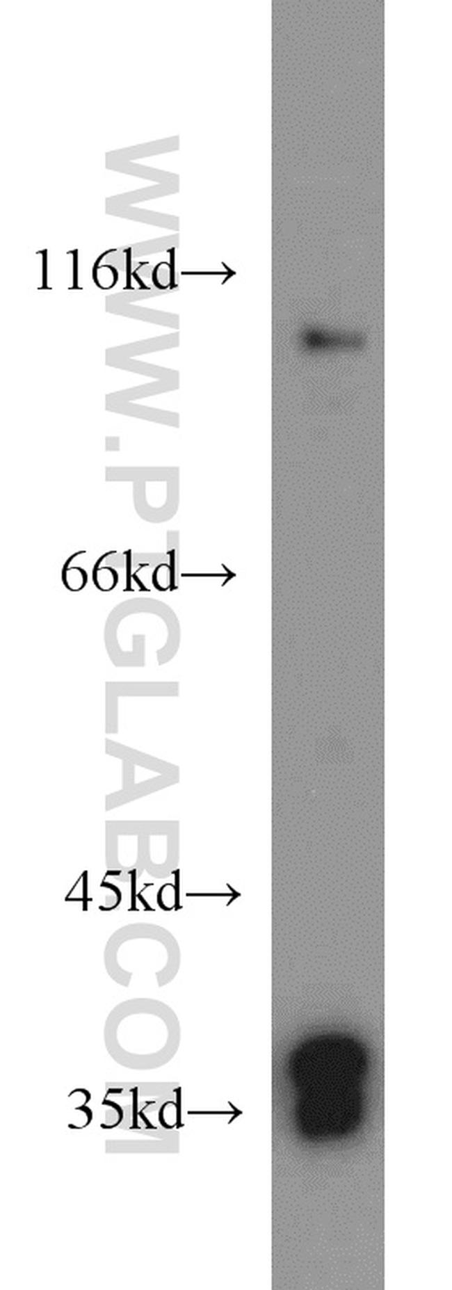 MORF4L1 Antibody in Western Blot (WB)