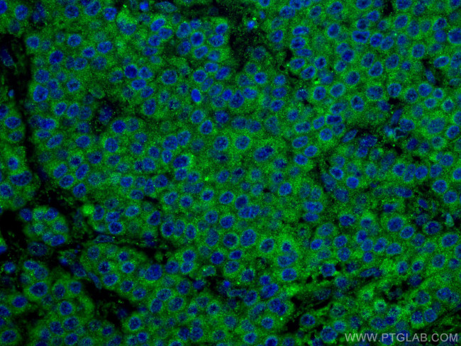 VDAC1/Porin Antibody in Immunohistochemistry (PFA fixed) (IHC (PFA))