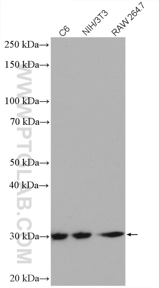 VDAC1/Porin Antibody in Western Blot (WB)