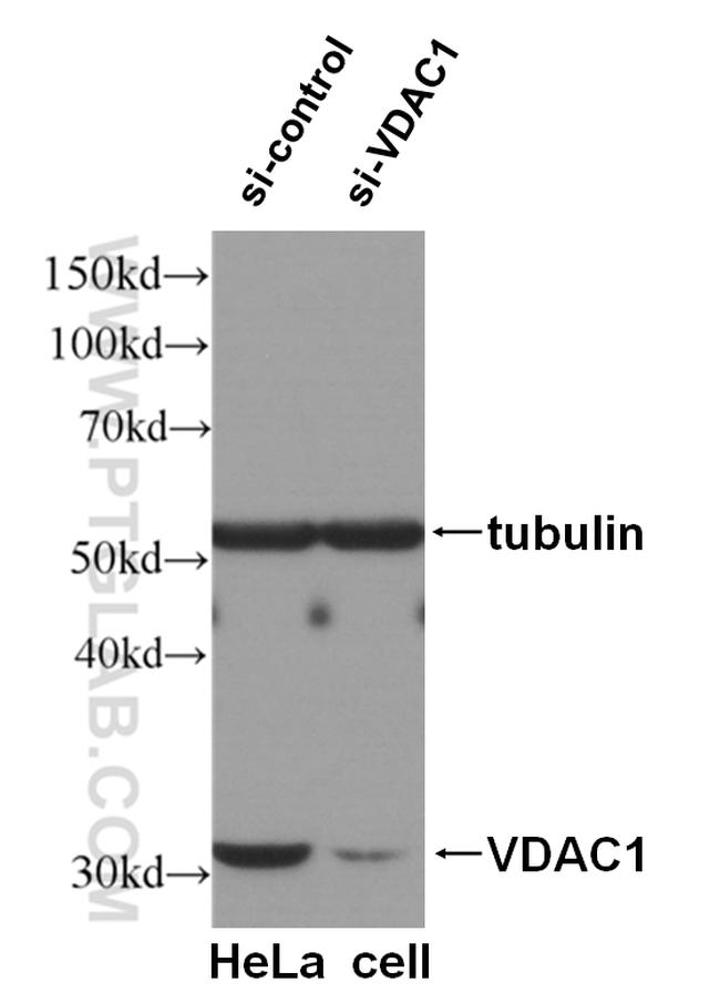 VDAC1/Porin Antibody in Western Blot (WB)