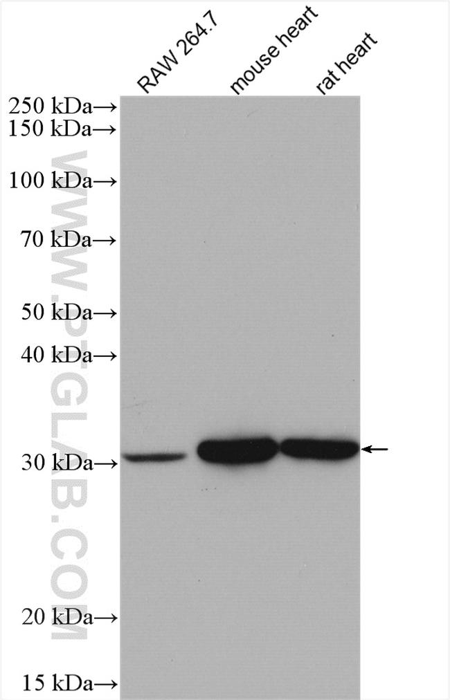 VDAC1/Porin Antibody in Western Blot (WB)