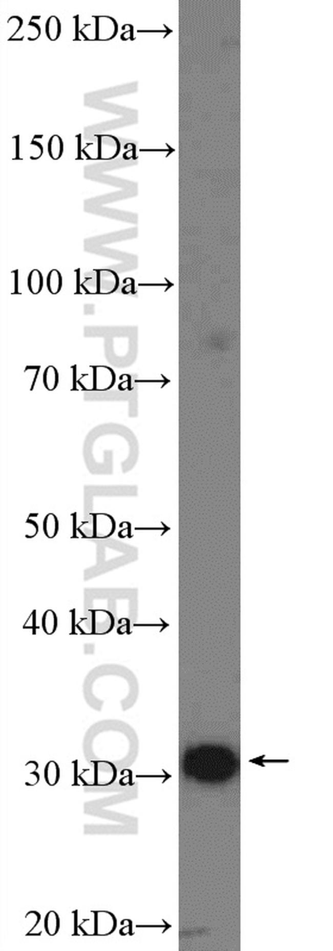 VDAC1/Porin Antibody in Western Blot (WB)