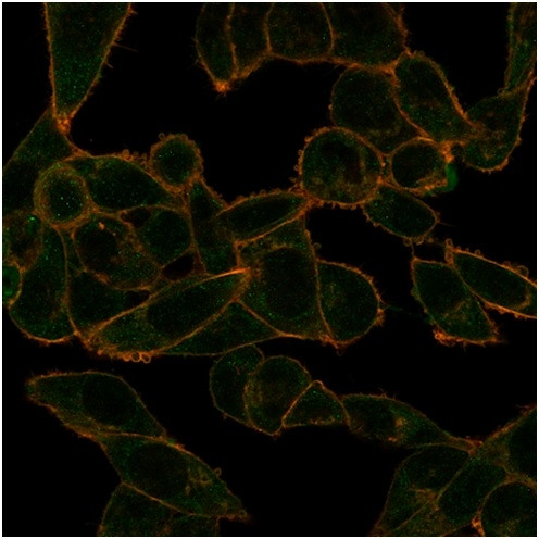 PHF10 (Transcription Factor) Antibody in Immunocytochemistry (ICC/IF)