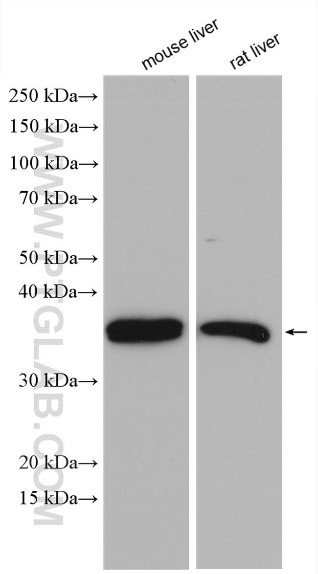 INSIG1 Antibody in Western Blot (WB)