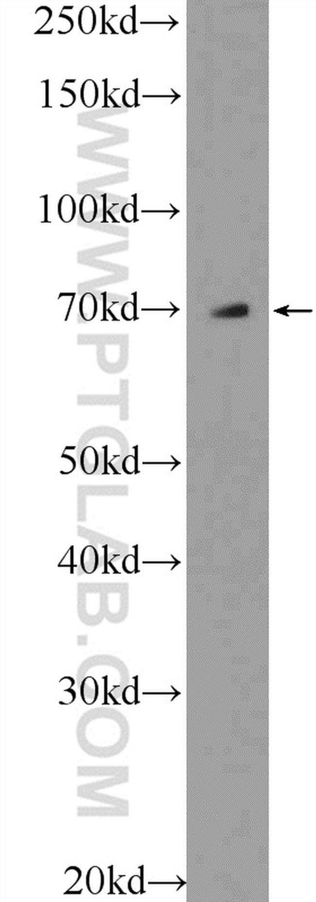 SEPN1 Antibody in Western Blot (WB)