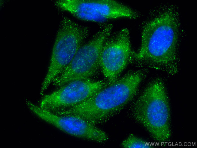 SIDT1 Antibody in Immunocytochemistry (ICC/IF)