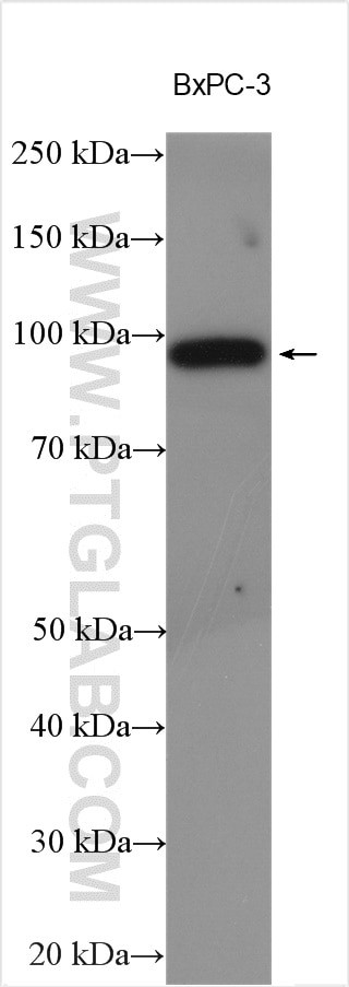 SIDT1 Antibody in Western Blot (WB)