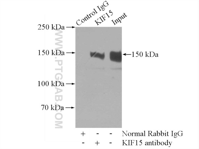 KIF15 Antibody in Immunoprecipitation (IP)