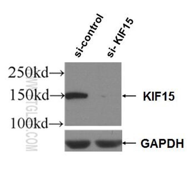 KIF15 Antibody in Western Blot (WB)