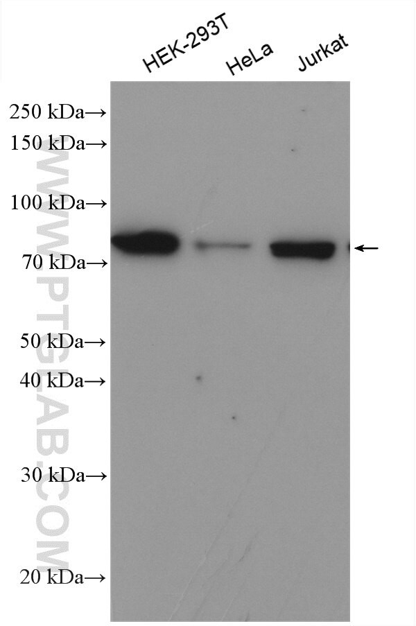 KHSRP Antibody in Western Blot (WB)