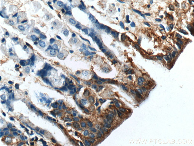 TMEM181 Antibody in Immunohistochemistry (Paraffin) (IHC (P))