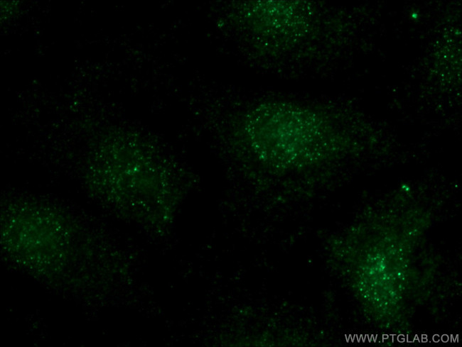 BCL11B Antibody in Immunocytochemistry (ICC/IF)