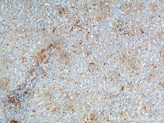 CD169 Antibody in Immunohistochemistry (Paraffin) (IHC (P))