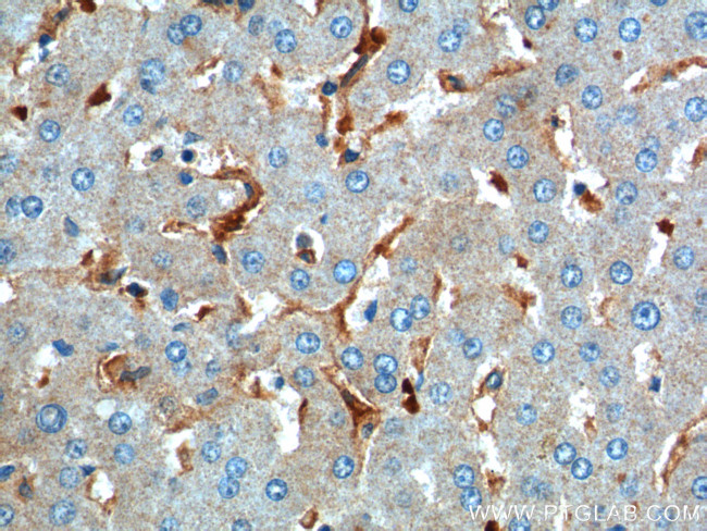 CD169 Antibody in Immunohistochemistry (Paraffin) (IHC (P))