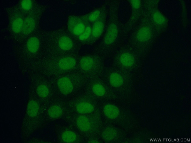 STUB1 Antibody in Immunocytochemistry (ICC/IF)