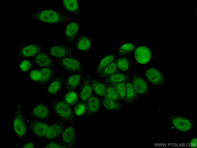 GATA5 Antibody in Immunocytochemistry (ICC/IF)