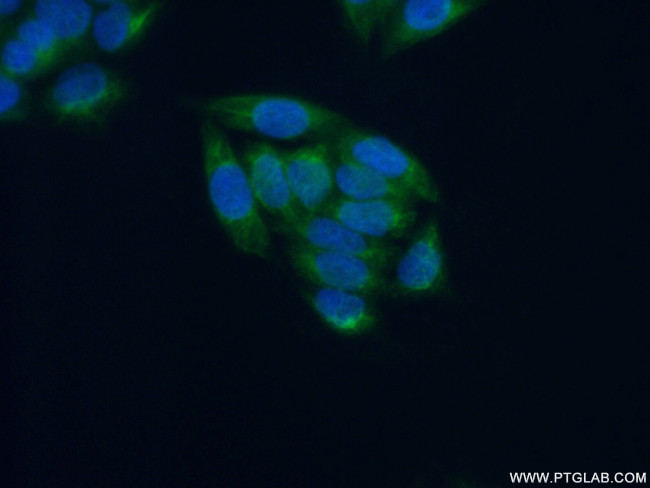 CYP2C19 Antibody in Immunocytochemistry (ICC/IF)