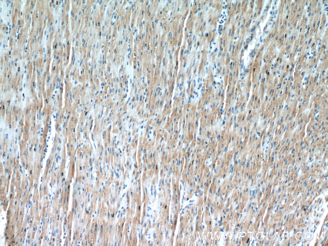 TRIM63 Antibody in Immunohistochemistry (Paraffin) (IHC (P))