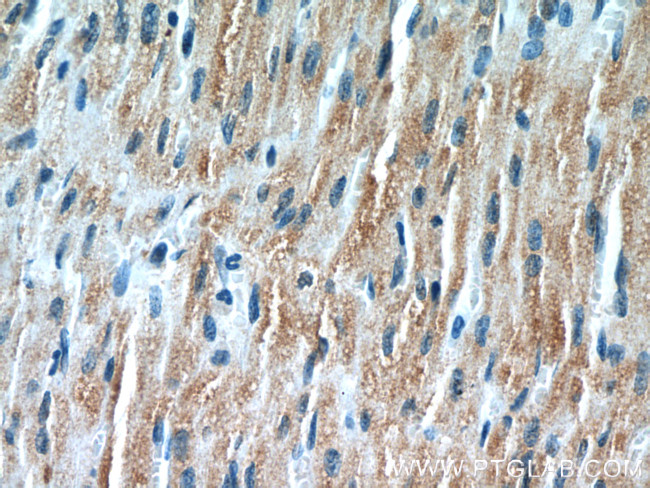 TRIM63 Antibody in Immunohistochemistry (Paraffin) (IHC (P))