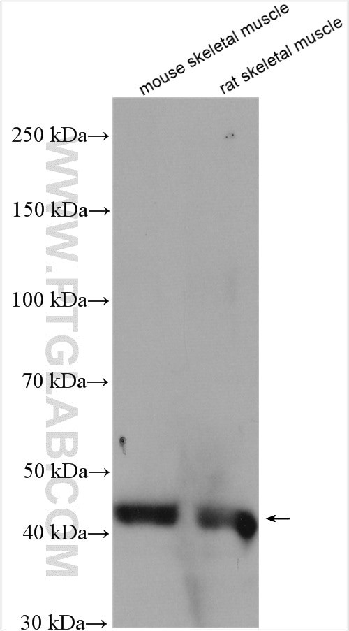 TRIM63 Antibody in Western Blot (WB)