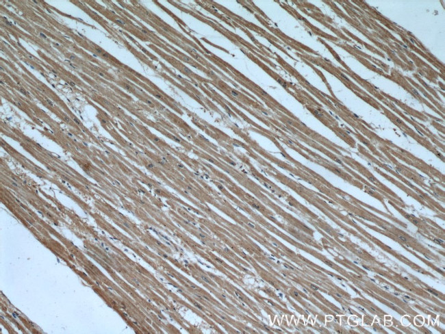 TRIM63 Antibody in Immunohistochemistry (Paraffin) (IHC (P))