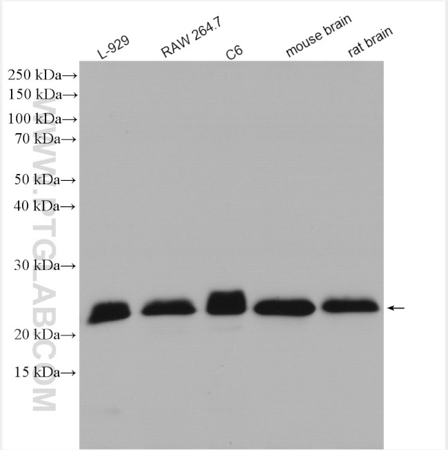 RAB7A Antibody in Western Blot (WB)