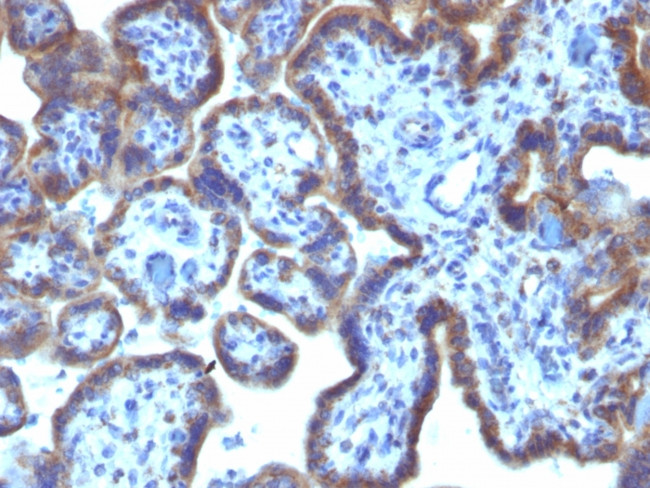 MAML3 (Mastermind Like Transcriptional Coactivator 3) Antibody in Immunohistochemistry (Paraffin) (IHC (P))