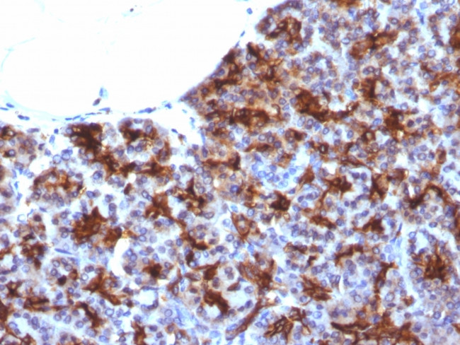 MAML3 (Mastermind Like Transcriptional Coactivator 3) Antibody in Immunohistochemistry (Paraffin) (IHC (P))