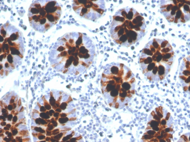 Intelectin 1/Omentin Antibody in Immunohistochemistry (Paraffin) (IHC (P))