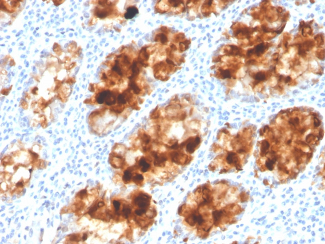 Intelectin 1/Omentin Antibody in Immunohistochemistry (Paraffin) (IHC (P))