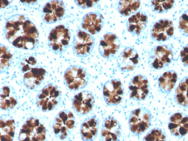 Intelectin 1/Omentin Antibody in Immunohistochemistry (Paraffin) (IHC (P))