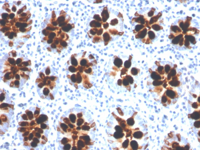 Intelectin 1/Omentin Antibody in Immunohistochemistry (Paraffin) (IHC (P))