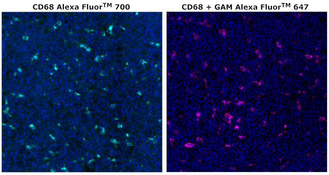 CD68 Antibody in Immunohistochemistry (Paraffin) (IHC (P))