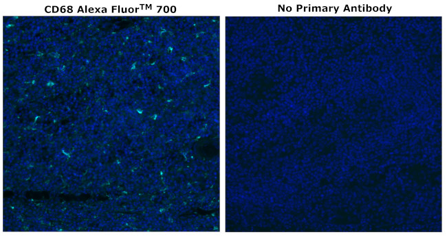 CD68 Antibody in Immunohistochemistry (Paraffin) (IHC (P))