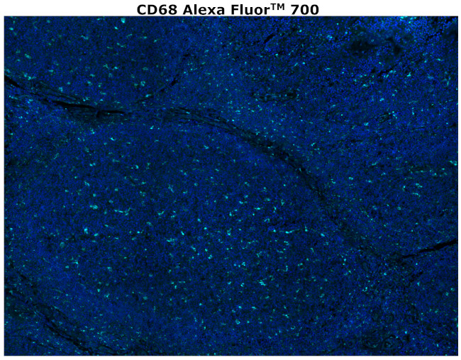 CD68 Antibody in Immunohistochemistry (Paraffin) (IHC (P))