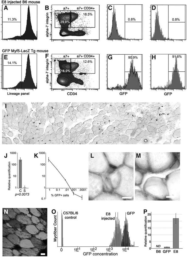 CD34 Antibody in Flow Cytometry (Flow)