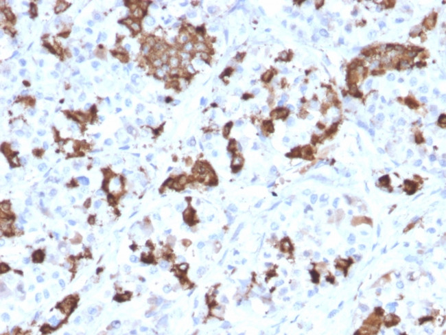 Prolactin Antibody in Immunohistochemistry (Paraffin) (IHC (P))