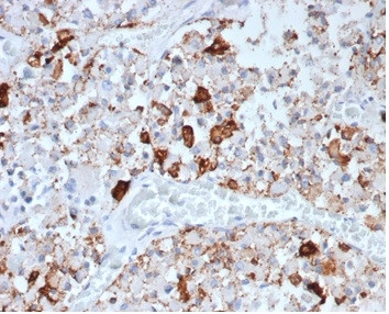 Prolactin (Pituitary Tumor Marker) Antibody in Immunohistochemistry (Paraffin) (IHC (P))