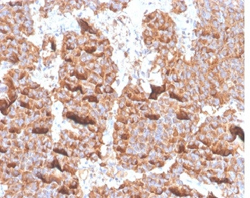 Prolactin (Pituitary Tumor Marker) Antibody in Immunohistochemistry (Paraffin) (IHC (P))