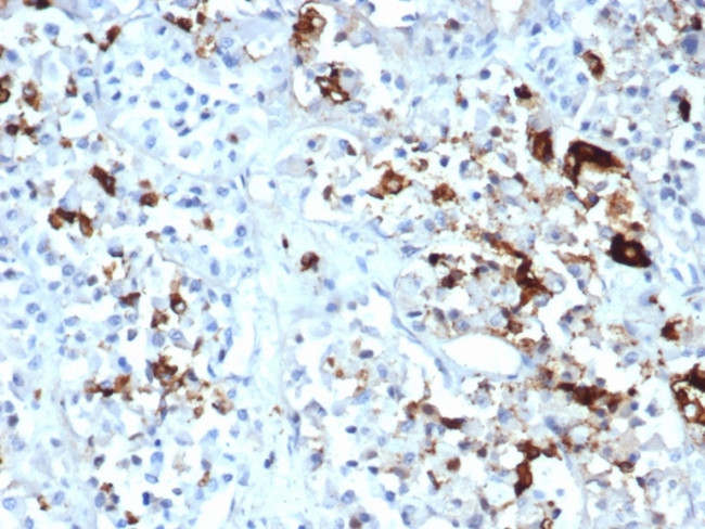 Prolactin (Pituitary Tumor Marker) Antibody in Immunohistochemistry (Paraffin) (IHC (P))