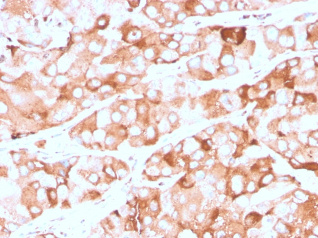 Prolactin Receptor (hPRL Receptor) Antibody in Immunohistochemistry (Paraffin) (IHC (P))