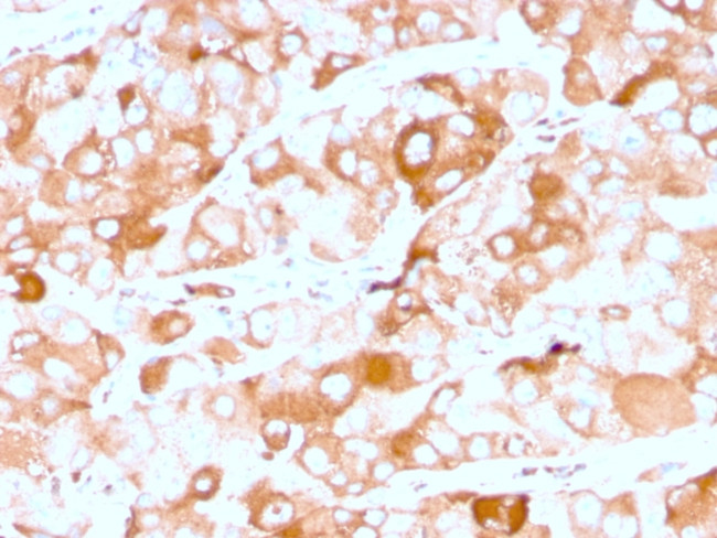 Prolactin Receptor (hPRL Receptor) Antibody in Immunohistochemistry (Paraffin) (IHC (P))