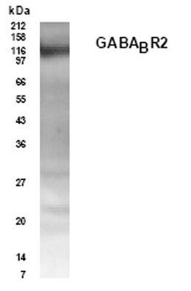 GABA (B)R2 Antibody in Western Blot (WB)