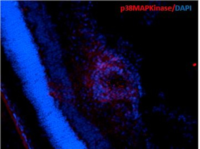 p38 alpha MAP Kinase Antibody in Immunohistochemistry (PFA fixed) (IHC (PFA))