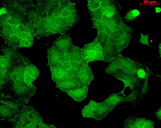 PSD95 Antibody in Immunocytochemistry (ICC/IF)